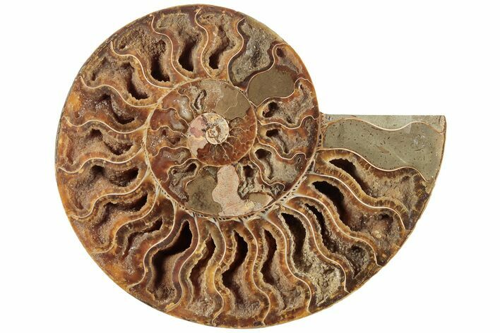 6.2" Cut & Polished Ammonite Fossil (Half) - Madagascar